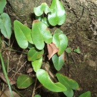 <i>Parahemionitis cordata</i>  (Roxb. ex Hook. Et Grev.) Fraser-Jenk.